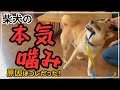 【犬しつけ】【噛みつき】突然本気噛みしてくる柴犬のお悩み相談!原因は!?噛み癖にさせない為に!【柴犬】