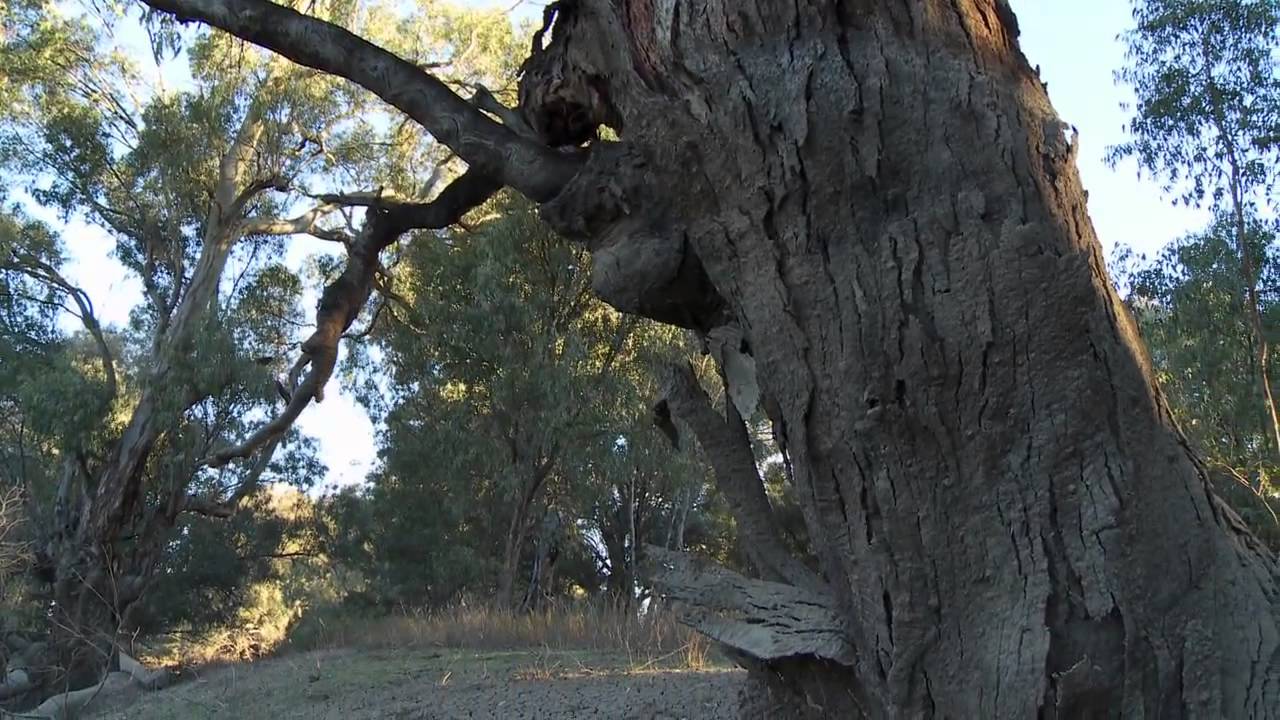 Through our Eyes - The Darling River with William Riley