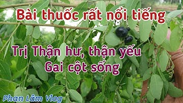 Bài thuốc trị Thận hư thận yếu , Gai cột sống rất nổi tiếng.