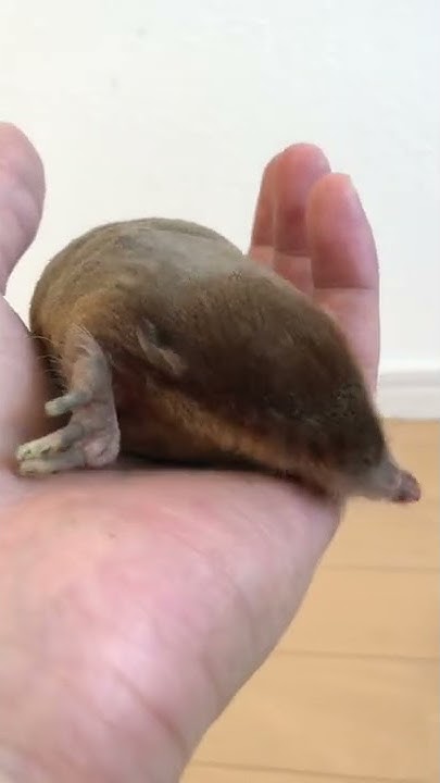 もぐらチャンネル Lives With A Mole Youtube
