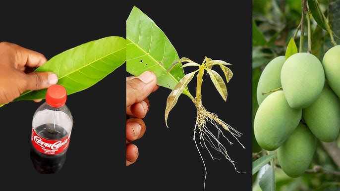 5 Ways To Propagate Mango Plants From Leaves A Proven 2024