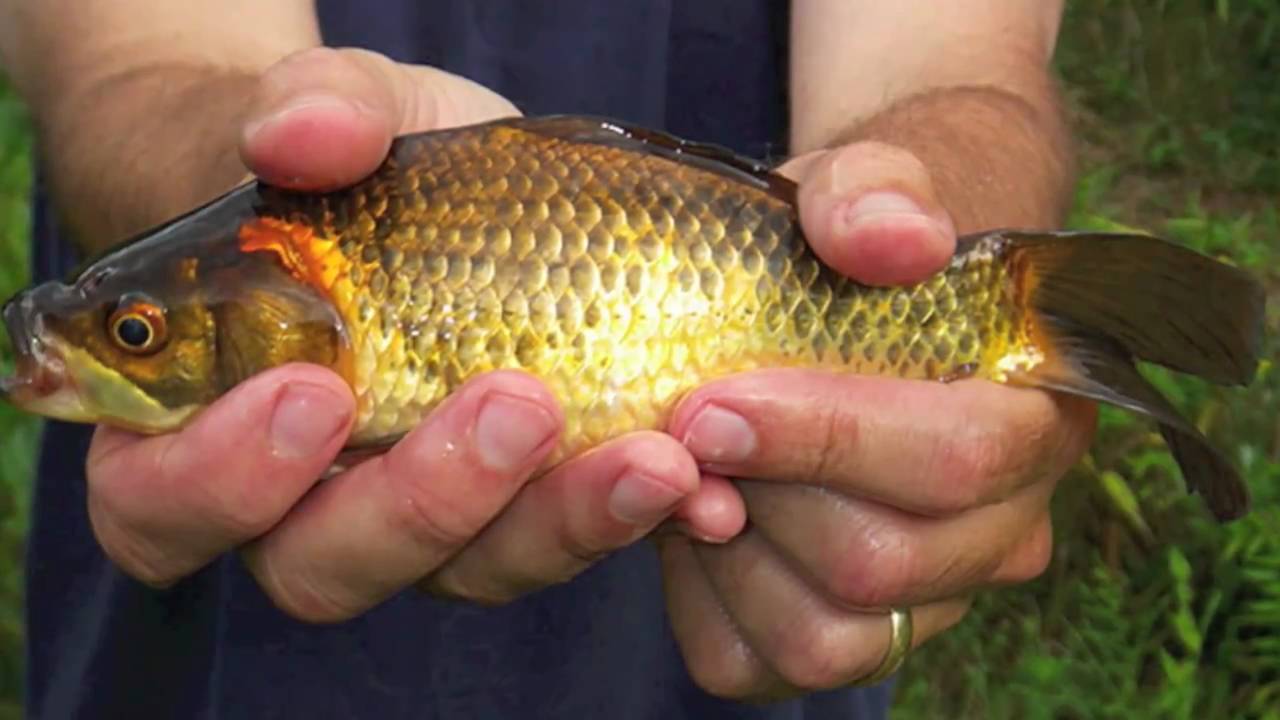 Goldfish Gone Wild (MA, August 2010) 