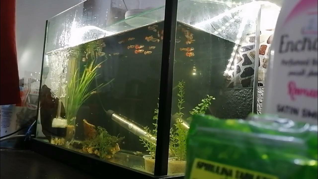 How to change water in fish tank 50 water change youtube