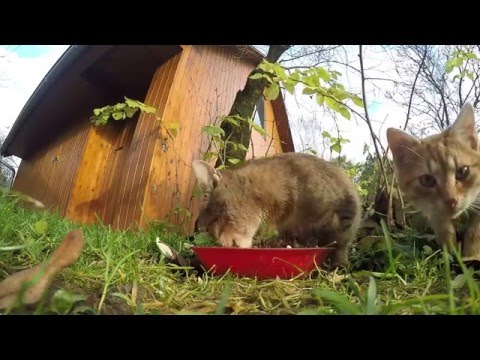 Video: Séria Podpaľačských útokov Proti Filadelfským Túlavým Mačkám žiada Vonkajší Prístrešok