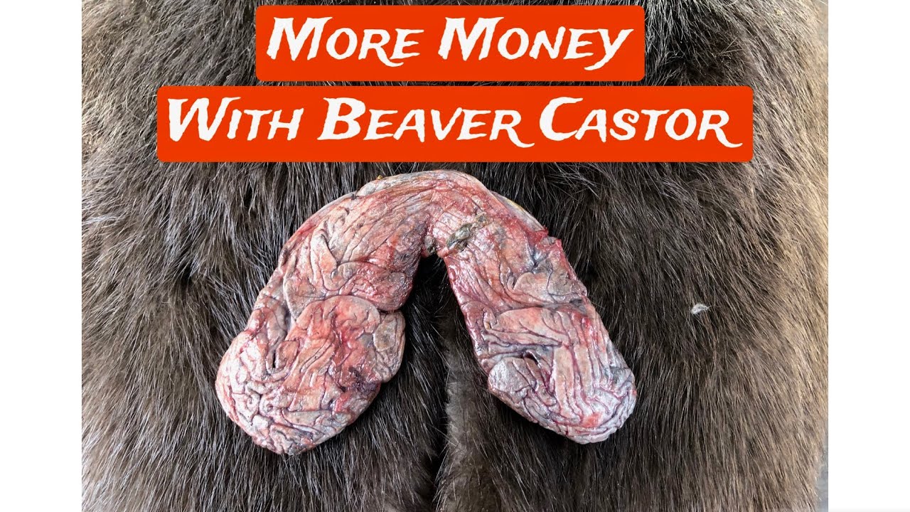 How To Remove Beaver Castor & Sac Oil YouTube