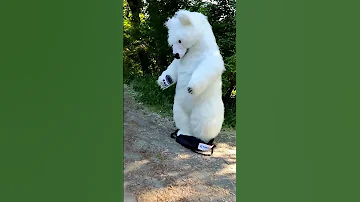 Как белый мишка готовится поздравлять. За кадром 🎉