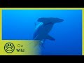 Shark Paradise of Polynesia - Adventure Ocean Quest 4/5 | Go Wild