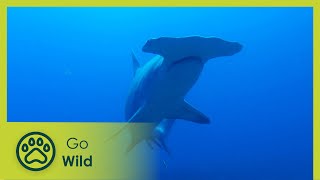 Shark Paradise of Polynesia - Adventure Ocean Quest 4/5 | Go Wild