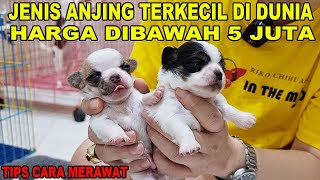 HARGA DIBAWAH 5 JUTA : ANJING TERKECIL DIDUNIA  CHIHUAHUA