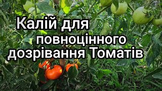 Все про підживлення помідорів Калієм