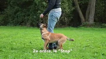 Comment dresser un chien Malinois ?