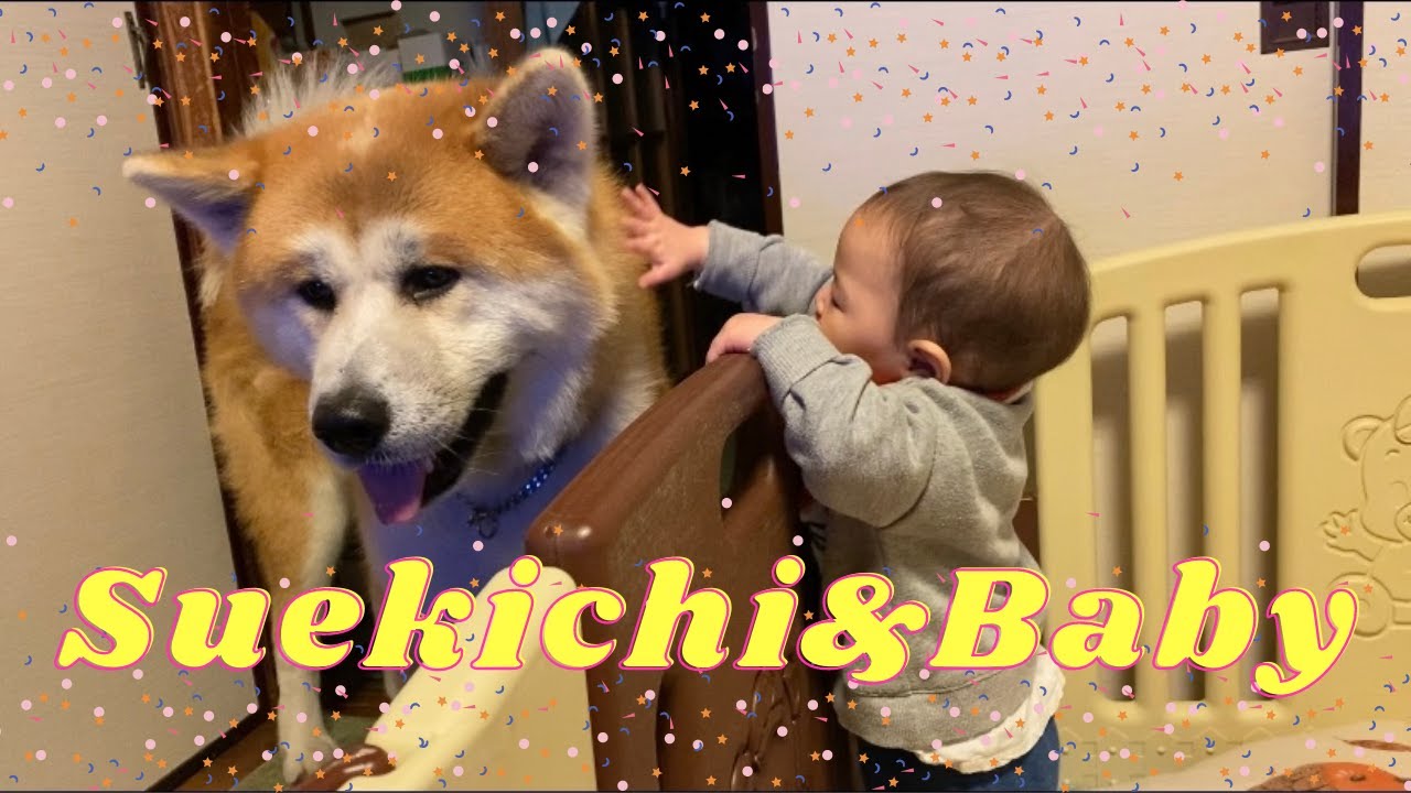 秋田犬 犬と赤ちゃんの関係 Dog Baby Youtube 秋田犬 犬と赤ちゃんの関係 Dog Baby Youtube