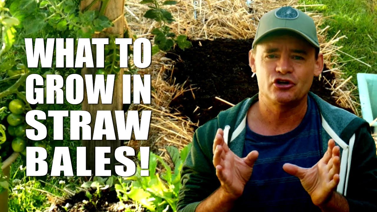 4 Reasons To Grow Veggies In A Straw Bale Garden 