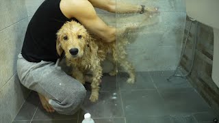 입양 24일째, 댕댕이 목욕 1시간! 리트리버 달봉이 #댕댕이 #리트리버 #vlog #달봉이 #천사견 #retriever #dog #shorts