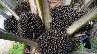 Tetap Menyala Buah Nya .. . Yg Katanya Sawit Sumbu Kompor..