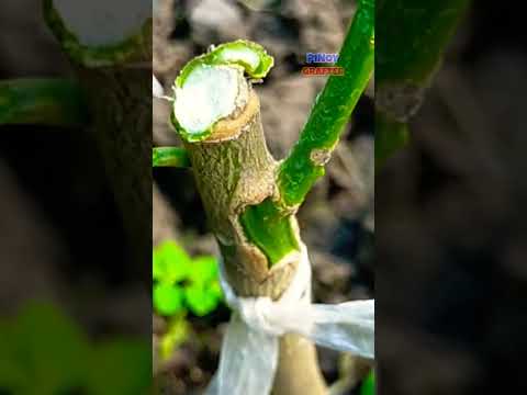 Βίντεο: Τι είναι η εκβλάστηση των φυτών;