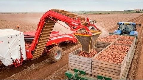 Grimme Ventor 4150 Big / Potato Harvester Working Hard in The Field | amazing machine 1