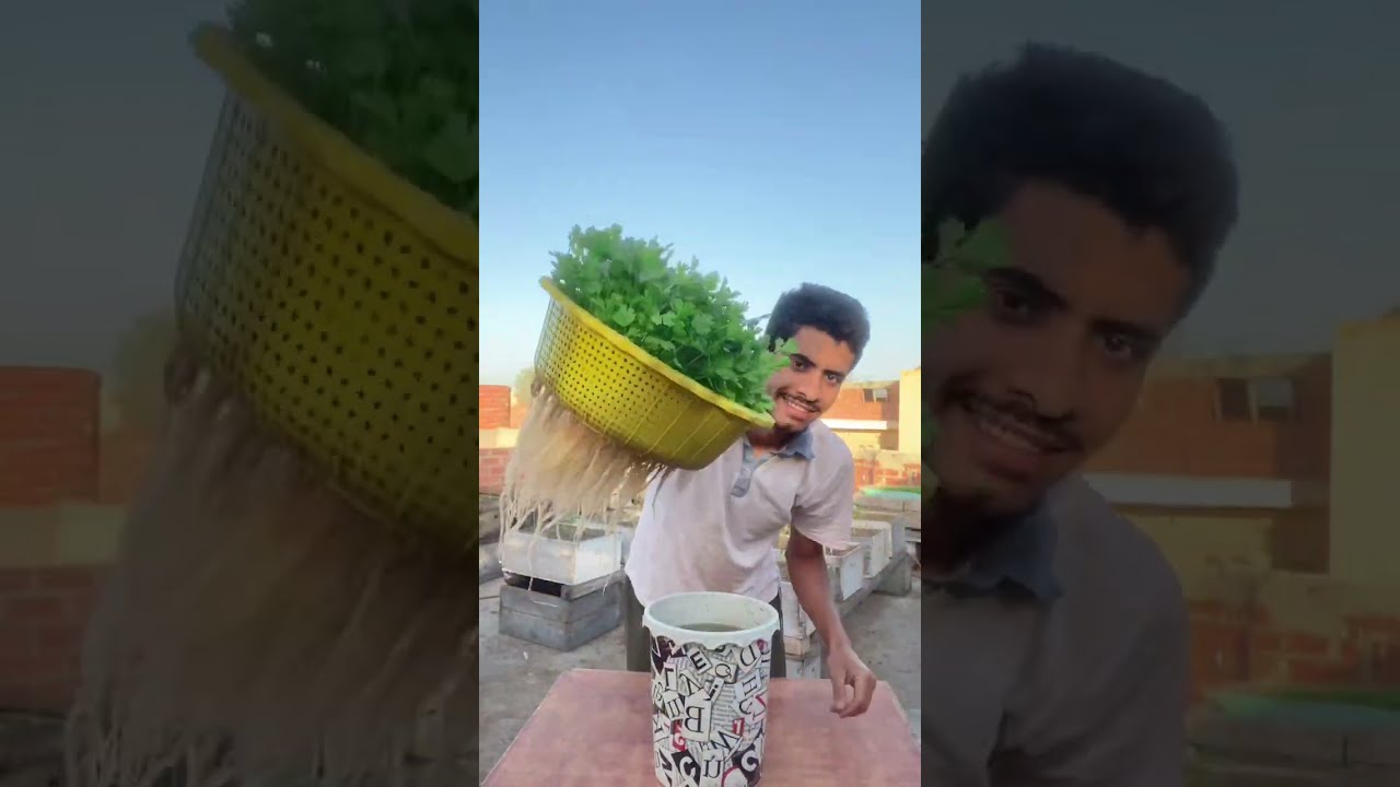 Как вырастить кориандр в воде дома