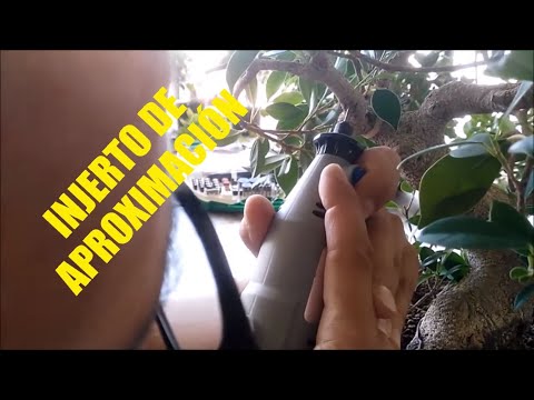 Video: Injerto De Lila Varietal. Trabajo Practico