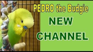 PEDRO the Budgie NEW CHANNEL