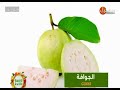 فوائد واضرار فاكهة الجوافه 2021  محمد شبرون - YouTube