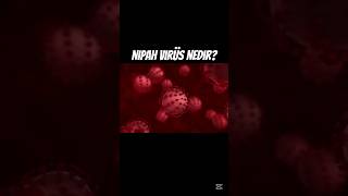Nipah Virüs nedir?