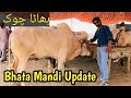 Bhata Chowk mandi Update || #bhatachowkmandi #apnashook #cowmandi