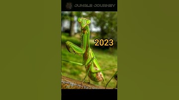 2023 stick bug and 5000 bce stick bug present past animals #youtubeshorts #animal #shorts