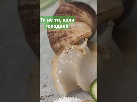 Video: Var äter gastropoder?