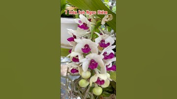 7 màu lan ngọc điểm