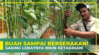 SUNGGUH ISTIMEWA‼ PETANI UNTUNG BANYAK  || KACANG PANJANG INI DILENGKAPI SEGUDANG KELEBIHAN