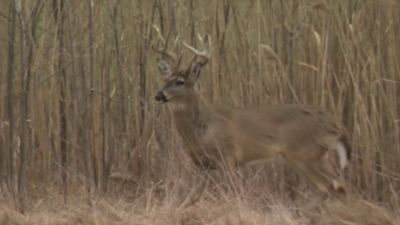 Zombie deer disease is a 'slow moving disaster'. Why scientists say ...