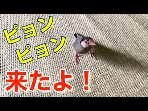 （文鳥の日常vol.52）文鳥、ピョンピョン来たよ！