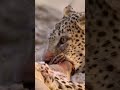 La diffrence entre un lopard et un jaguar  shorts