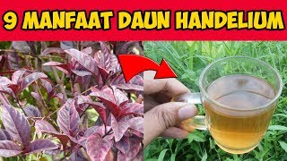 Subhanallah !! Inilah 9 Manfaat Daun Handeuleum Yang Jarang Orang Tahu