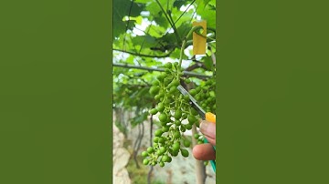 "Grape Fruit Pruning 🍇 | How to Get More & Better Grapes!" #fruit #grape #satisfying #pruning