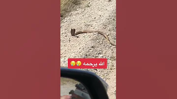 اتوقع مات هجوم مباغت من الكوبرا 