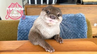 カワウソコタローとハナ　テーブルで食事することを覚えたハナ　Otter Kotaro&Hana Good Table Manners