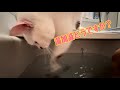 令和の湯もみ猫 ミミ2歳