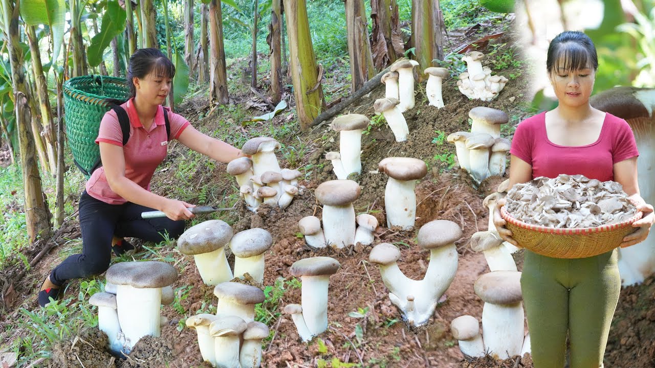 TIMELAPSE _500 Days Harvesting A Lot Of Mushroom, Wild Mushroom Go To Countryside Market Sell