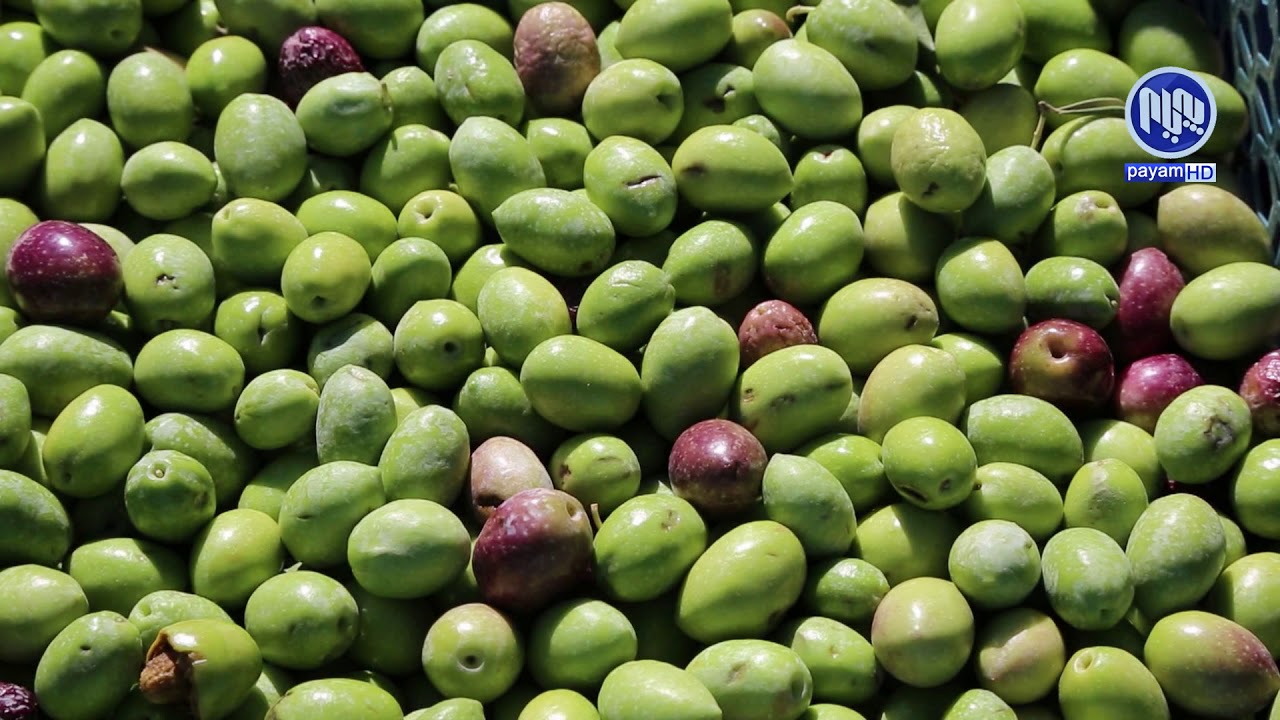 گه‌وره‌ترین كارگه‌ی‌ به‌رهه‌مهێنانی‌ زه‌یتی‌ زه‌یتون له‌ هه‌ڵه‌بجه‌ كراوه‌ته‌وه‌