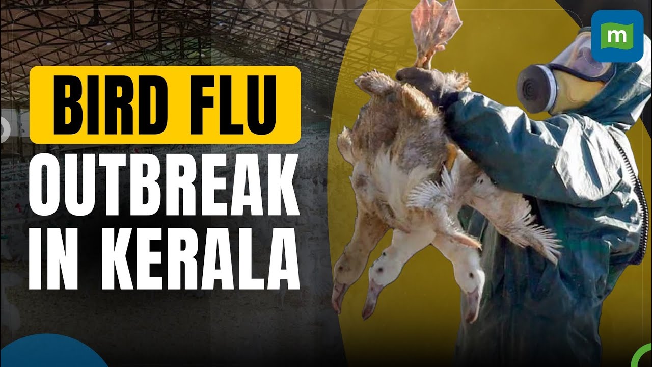 Bird Flu Outbreak:Over 53,000 Domestic Birds Culled In Alappuzha ...