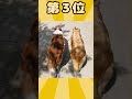 イッヌ動画！ #動物 #犬 #雑学 #2ch動物スレ