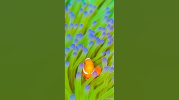 تلاوة جميلة جدا جدا تريح النفس و تملأها طمأنينة و سكونا