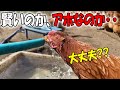 水をラッパ飲みできる天才的なニワトリが見つかりました