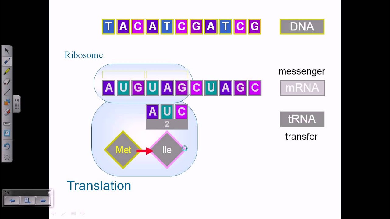 Central Dogma Flow Chart