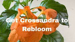 How to Get Crossandra to Rebloom Indoors