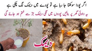 How to save dry plant from home remedy | دیمک کا علاج اب منٹوں میں کریں وہ بھی فری میں