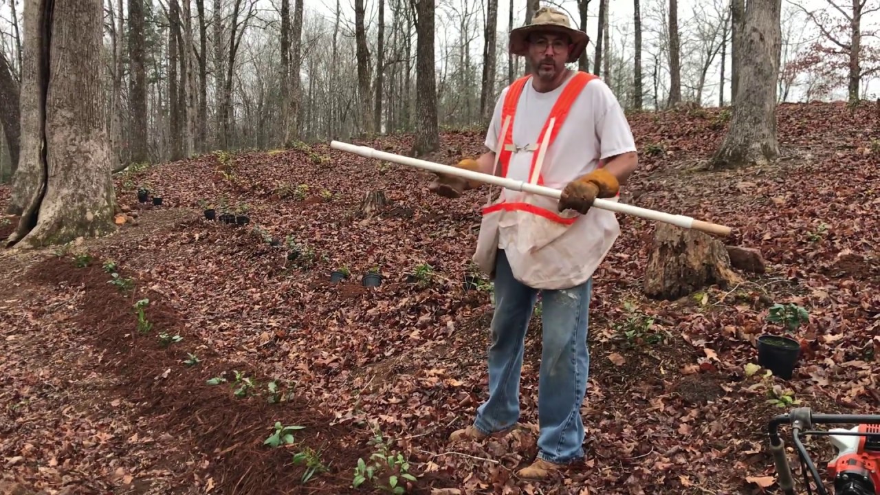 Tea Planting Techniques (March/April)
