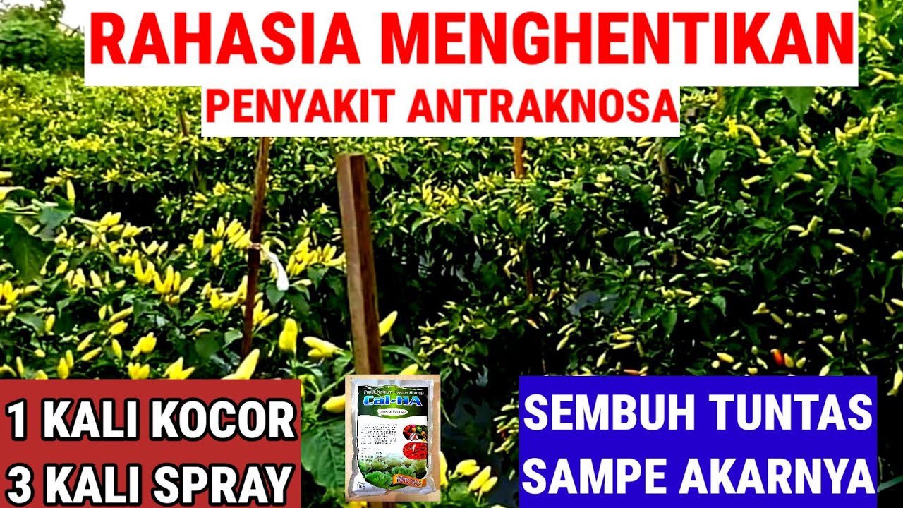 RAHASIA MENGHENTIKAN  ANTRAKNOSA / BUSUK BUAH / PATEK